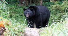 Bear Hibernation
