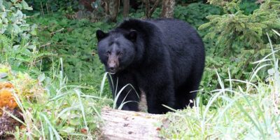 What is the Science Behind Bear Hibernation? Bear Hibernation